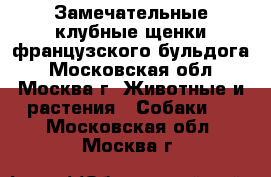 Замечательные клубные щенки французского бульдога - Московская обл., Москва г. Животные и растения » Собаки   . Московская обл.,Москва г.